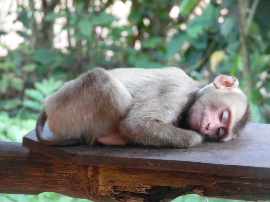Kiri {rescued monkey}