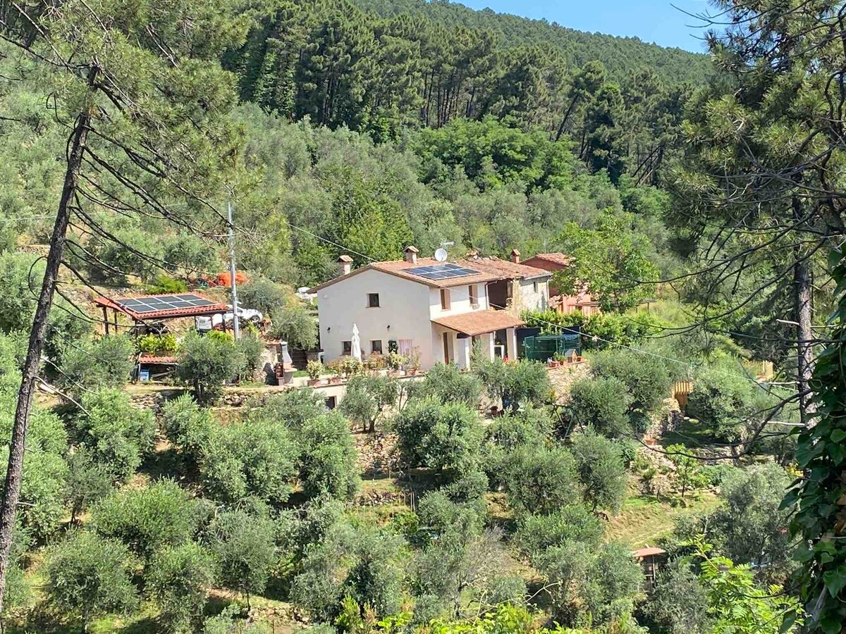 A two-story house is nestled among lush olive trees, surrounded by a vibrant green landscape. The property features a sunny terrace and a visible structure for outdoor gatherings, with several olive groves in the foreground and towering trees in the background.