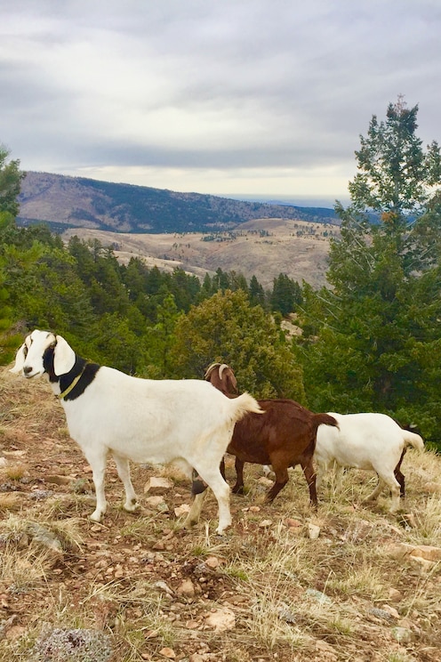 Показать полноэкранное фото от хозяина
