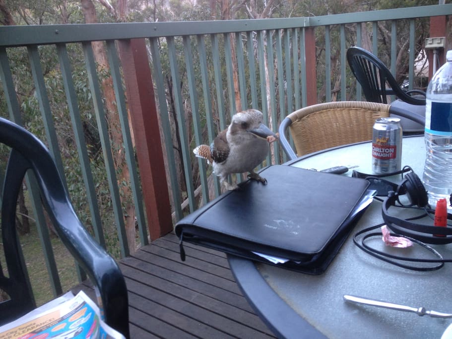 Another kookaburra sharing some food at the end of a days maintenance
