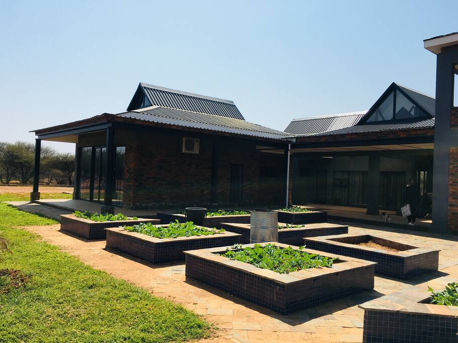 Some fresh greens from our organic garden.
