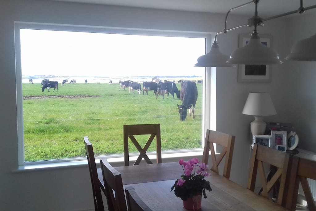 Our cows know when dinner is about to be served !!