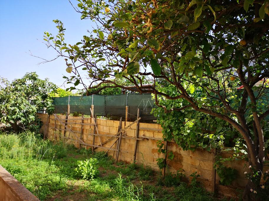 Giardino