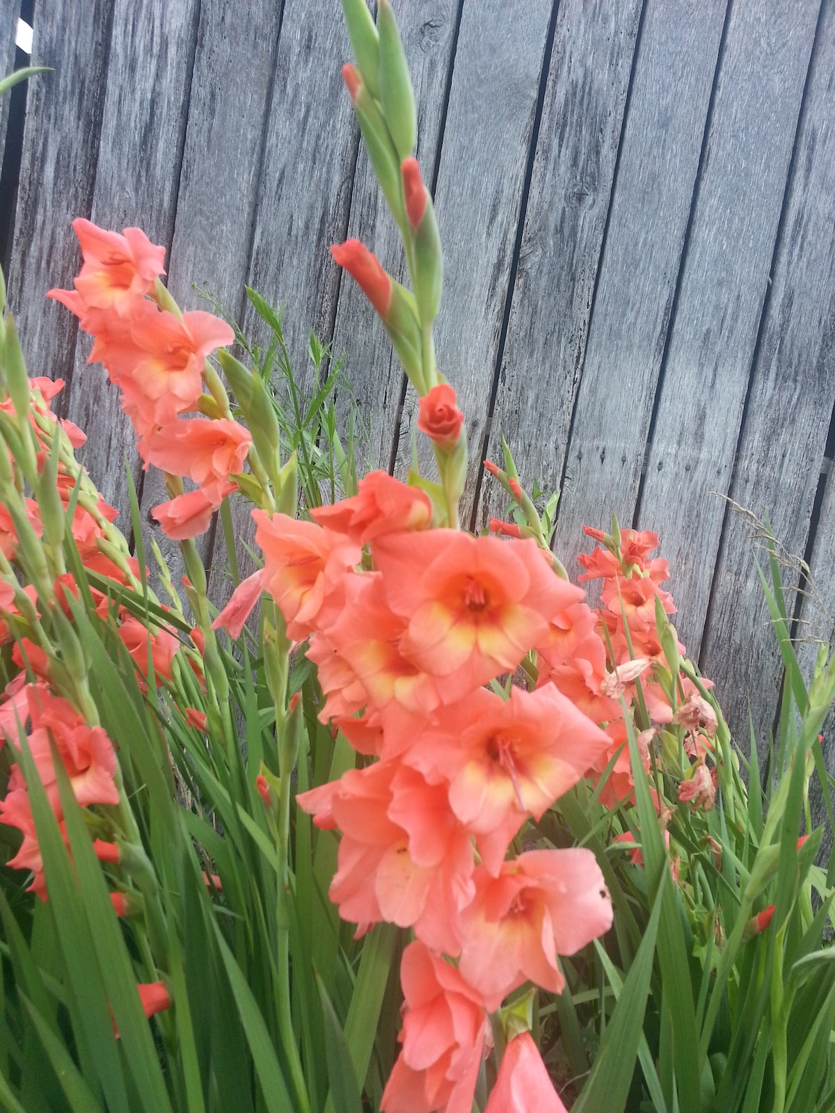Spring time at The Farm at St. Florian in Saint Florian