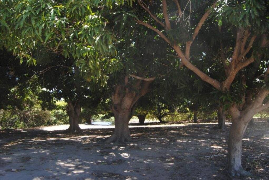 Área de camping "Sombra e manga fresca"
