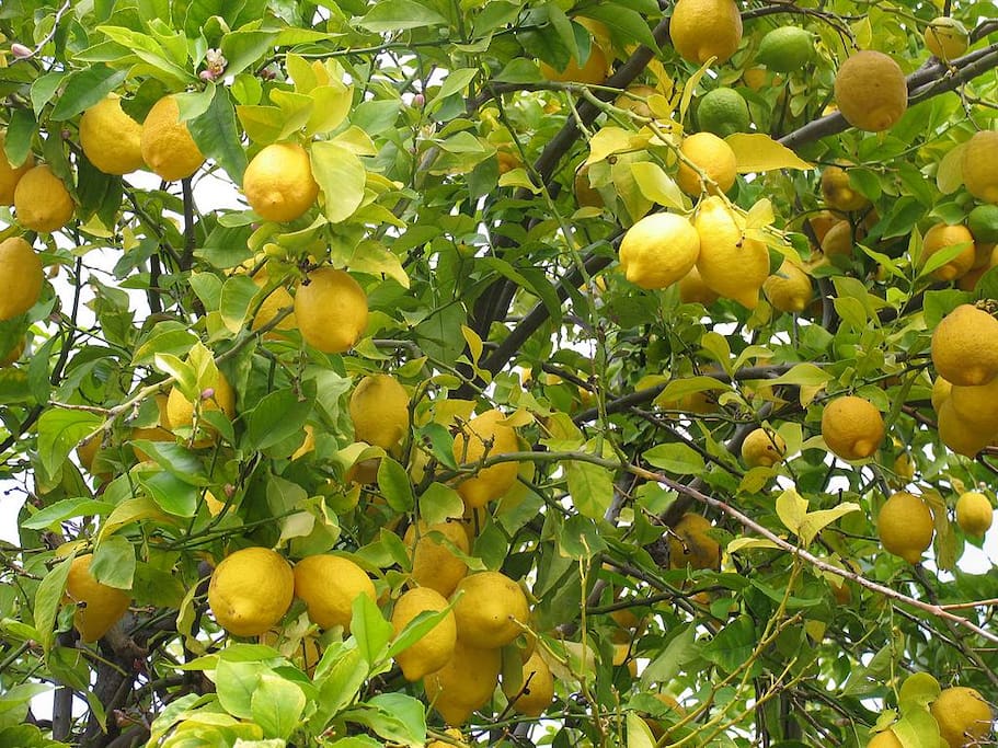 The lemon-trees smelling amazing!