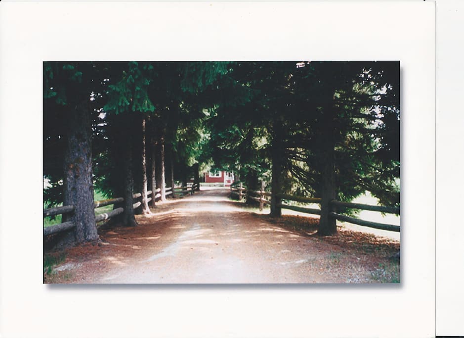 Driveway into ranch