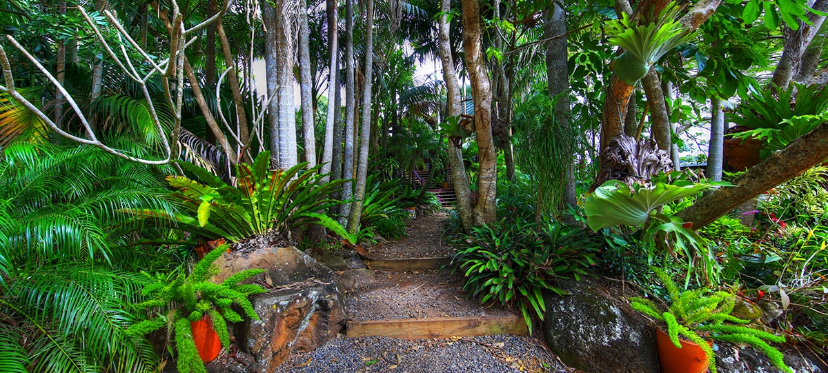 A tranquil pathway meanders through a lush garden, framed by vibrant green foliage and tropical plants. Natural stone steps lead deeper into the greenery, with terracotta pots showcasing various ferns adding color to the surroundings.