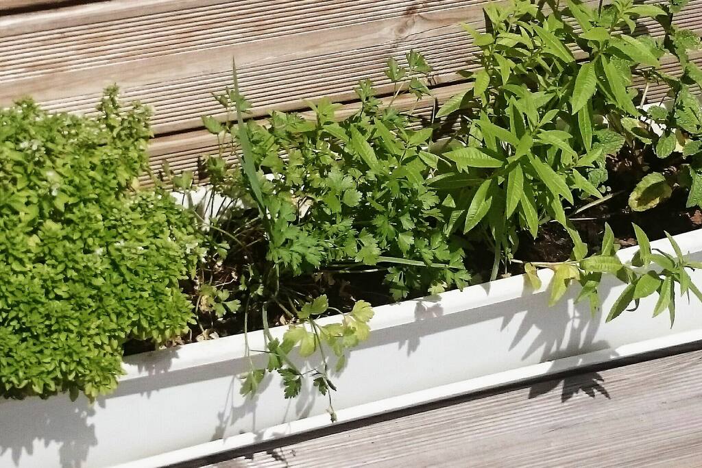 Jardinière de plantes aromatiques (à consommer avec modération)