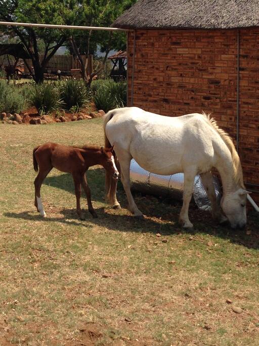 Our horses roam free