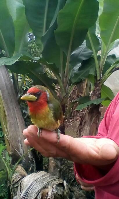 Aves del lugar