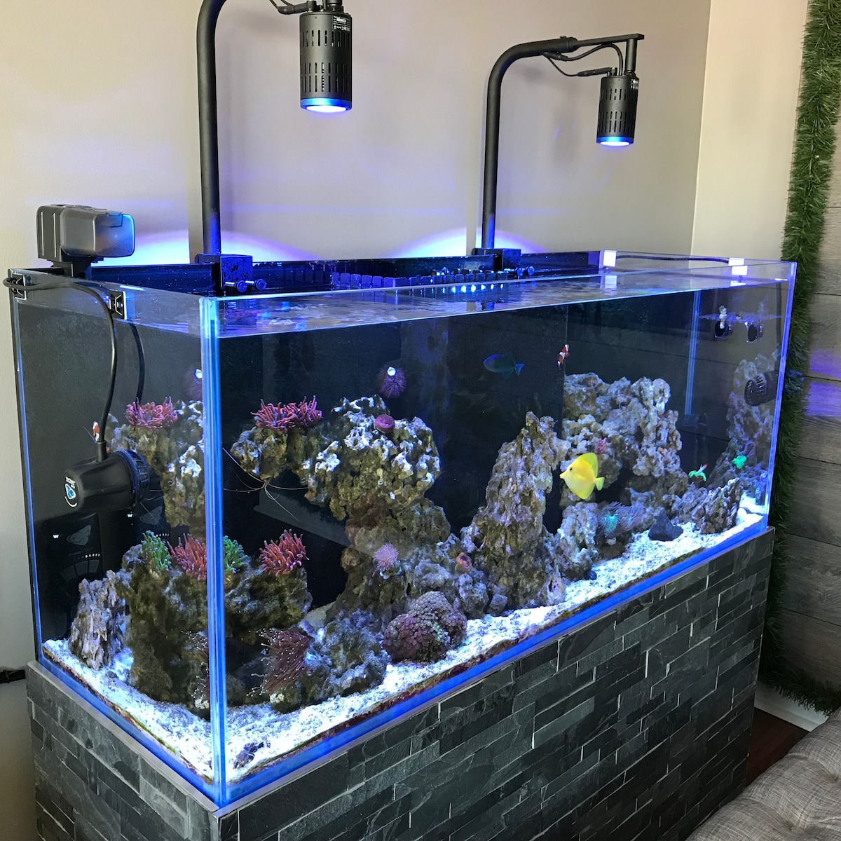 A large 75-gallon reef aquarium is illuminated with blue LED lights, showcasing various vibrant coral structures and colorful fish. The tank's sleek glass design allows for an unobstructed view of the aquatic environment, creating an engaging focal point in the living space.