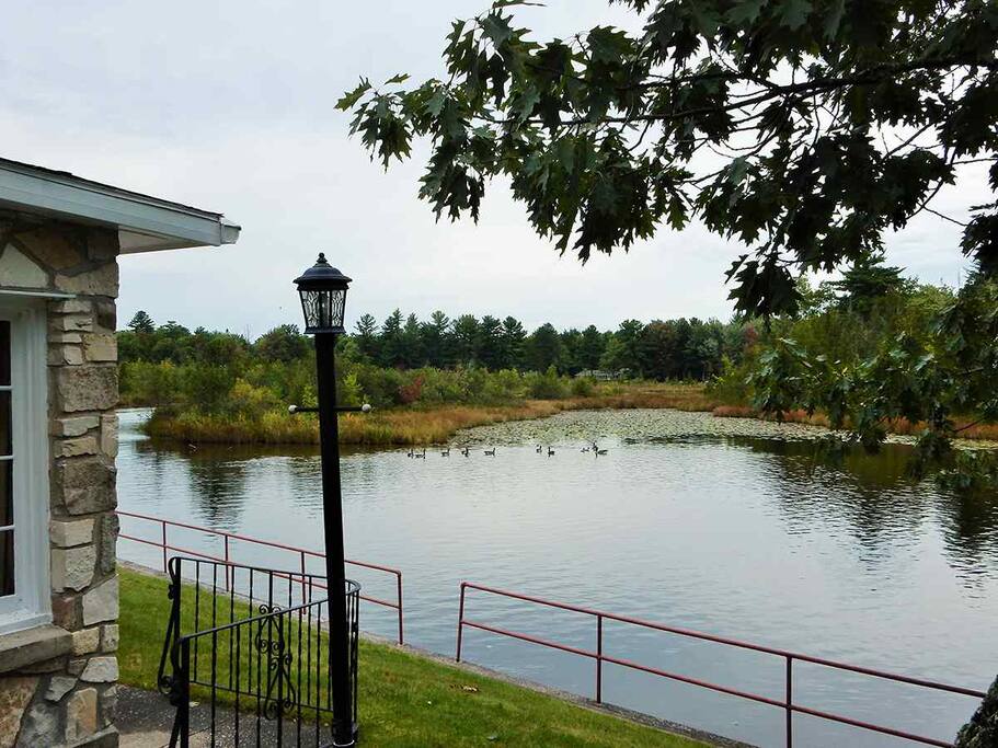 Daily wildlife visitors to enjoy.
