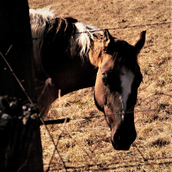 The horses are delightful addition to your view.