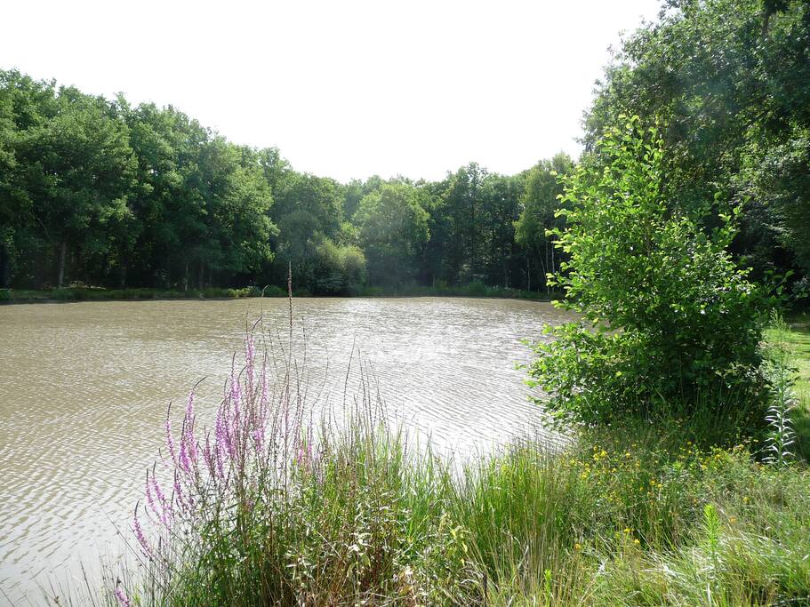 étang