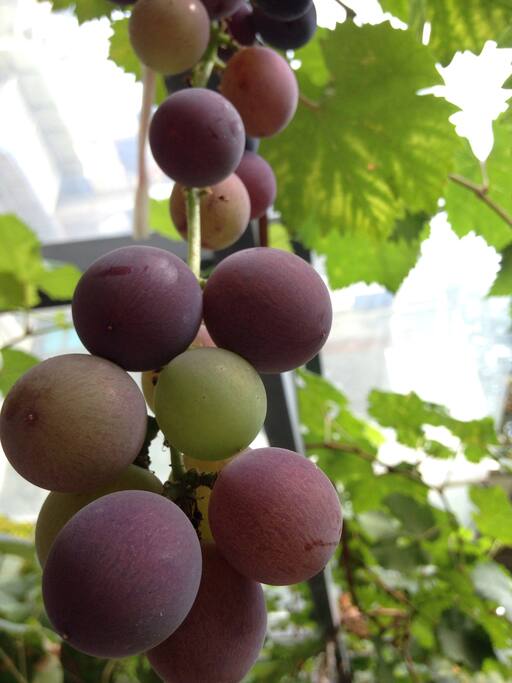 The grapes of my family in August