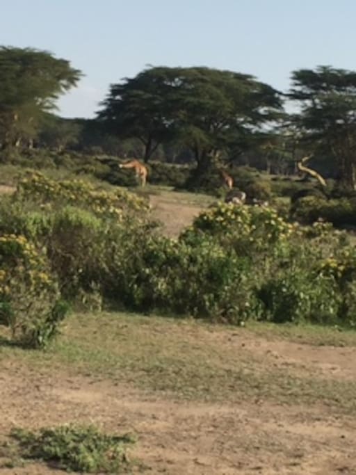 Home is 7 kilometers from Nairobi National Park