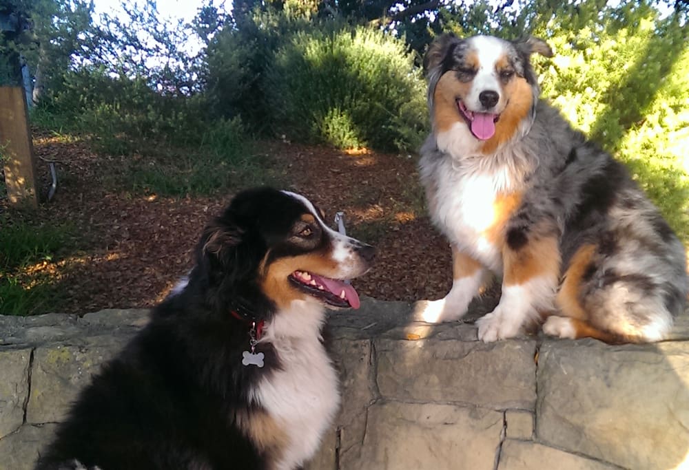 Your Hosts Oliver & Sadie will take U to their favorite parks.