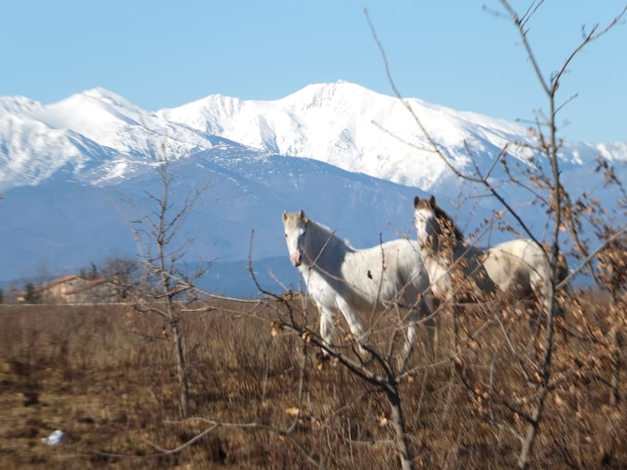 Le Canigou vu du village