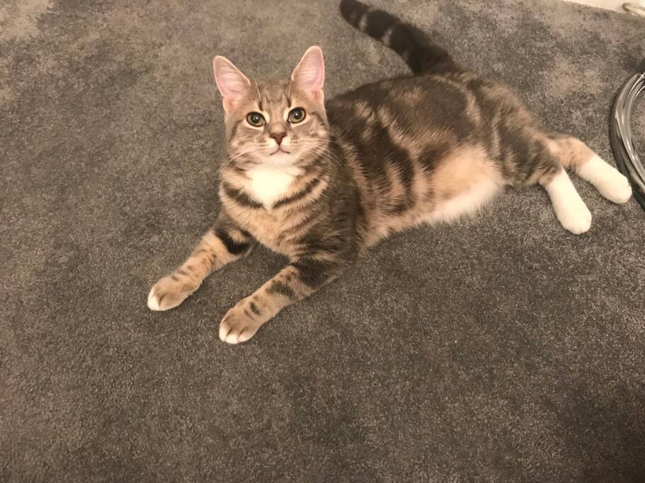 Cleo