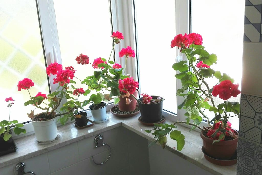 in full bloom!