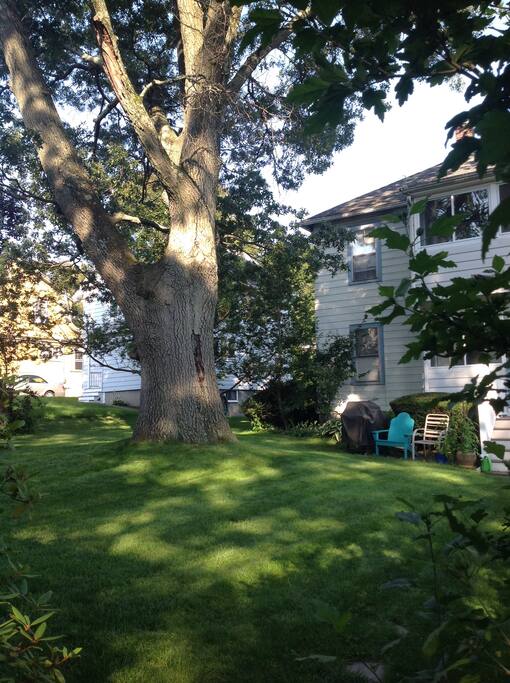 Back yard