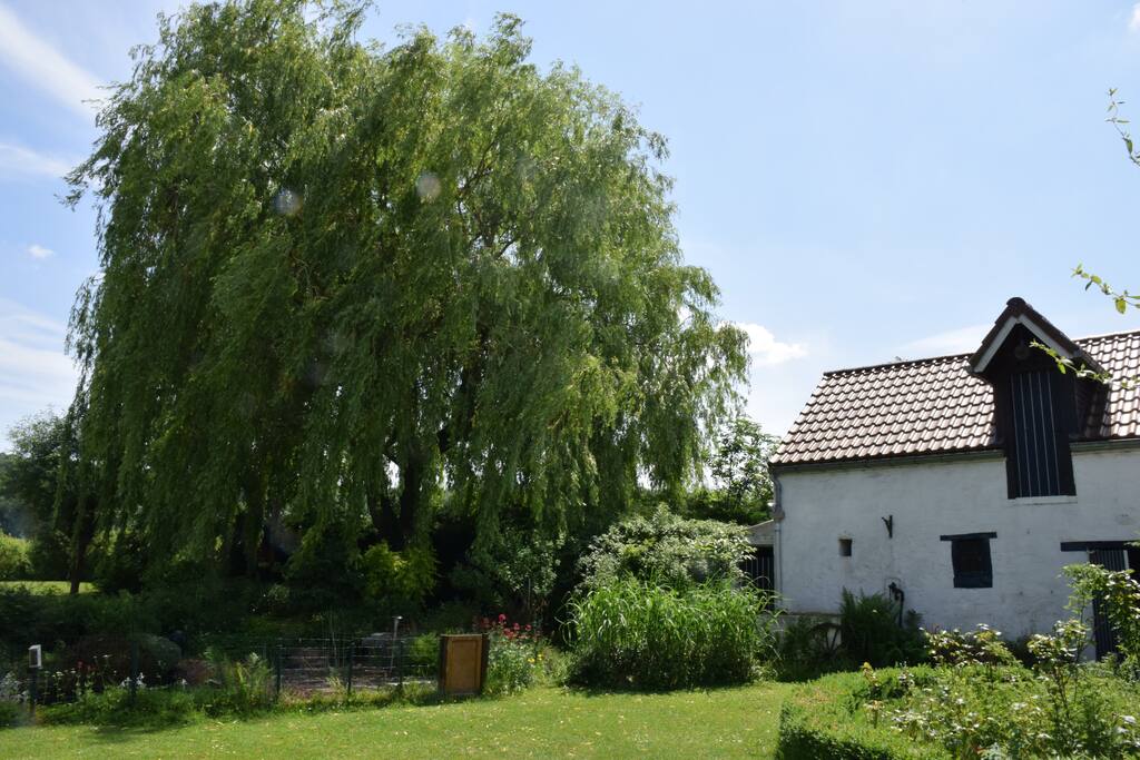 Saule pleureur et grande d'époque
