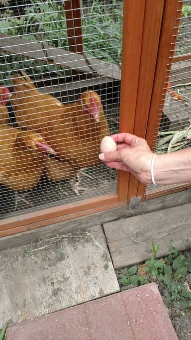 Farm Fresh eggs!