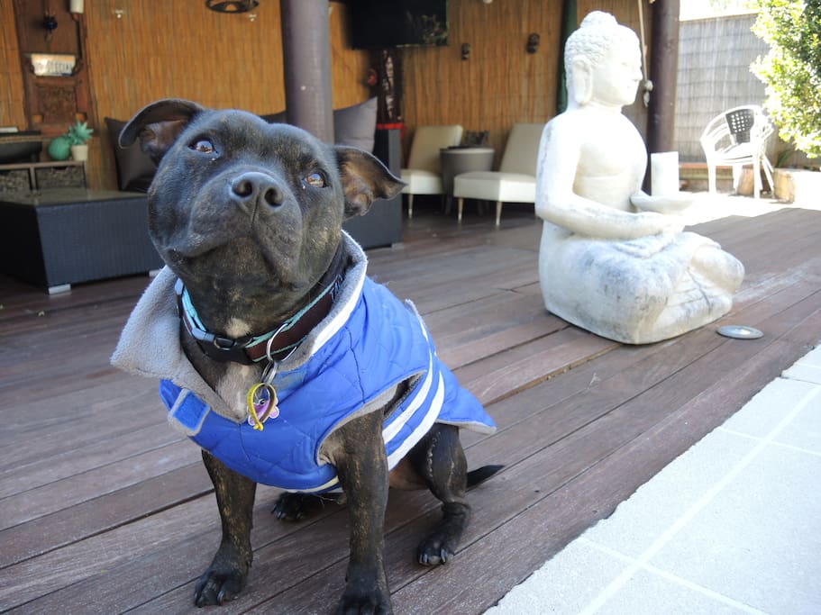 Taco! The world's friendliest Staffy
