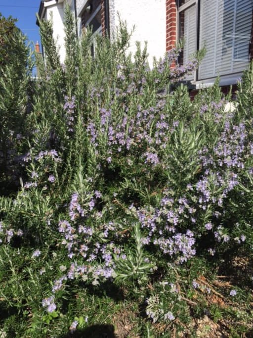 Rosemary bush at front door