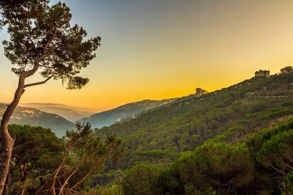 Forest View at Sunset