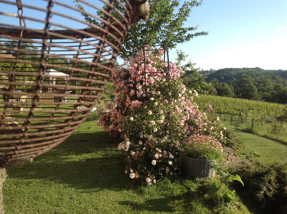 una delle nostre centinaia di rose