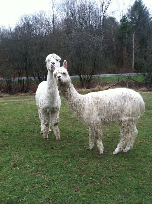 Curious alpacas