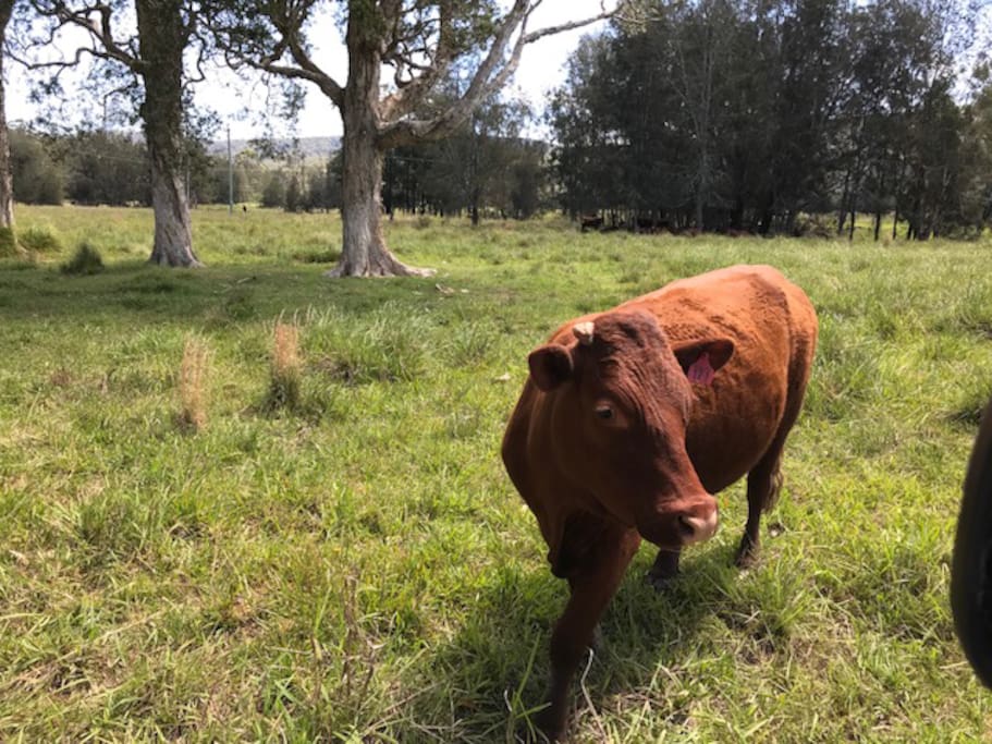 Cattle are often on the property so it is essential to always close gates
