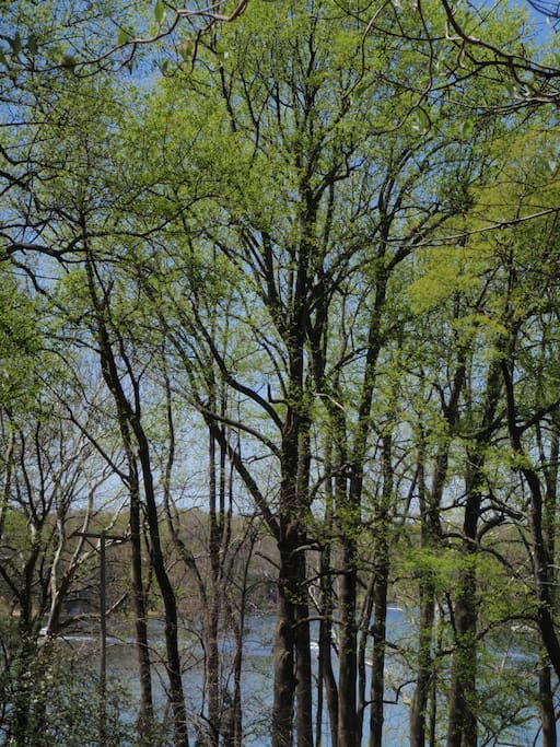 view of the St. Leonard Creek through the trees in spring