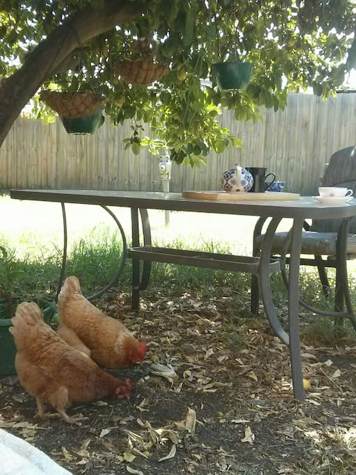 Our bright relaxing garden, with the sun out and the chickens clucking.