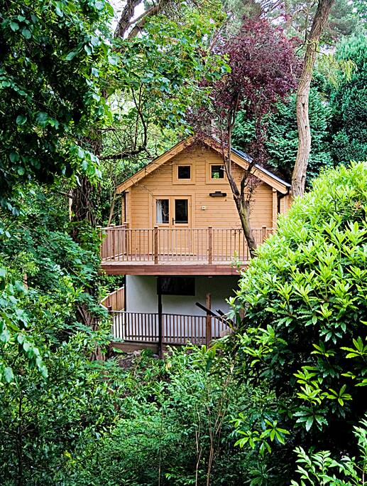 Cabin in the tree canopy