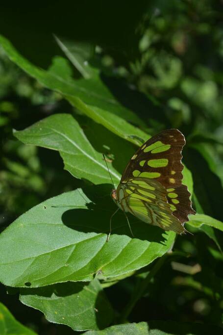 Naturaleza