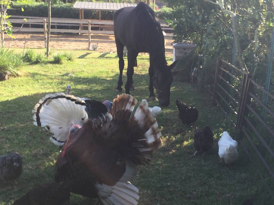 Our flook of chicken and turkey