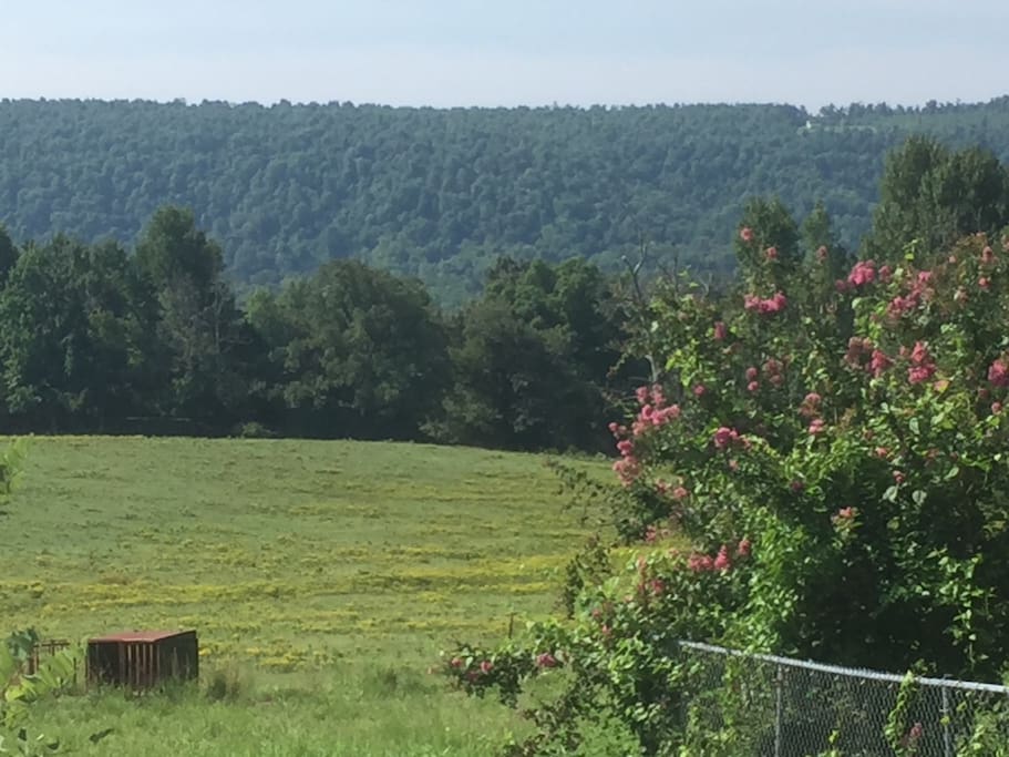 View from back yard