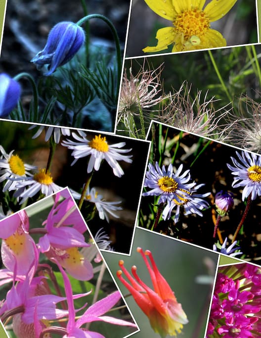 Wildflowers all around