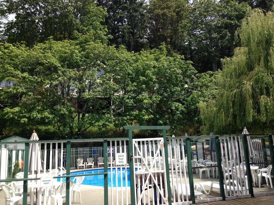 Adult Swimming Pool