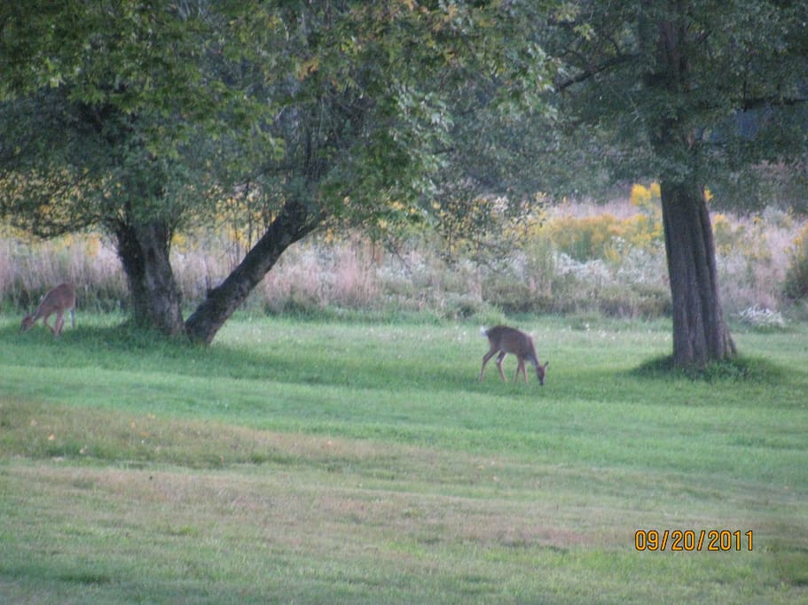 View from patio with a deer.