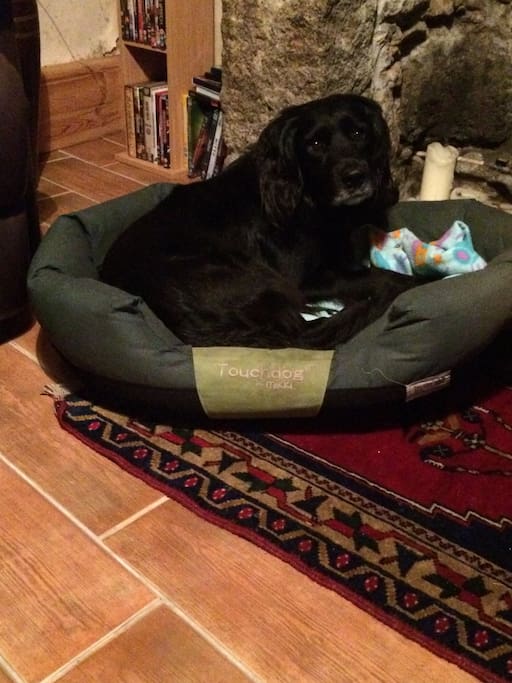 Dog facilities provided!
