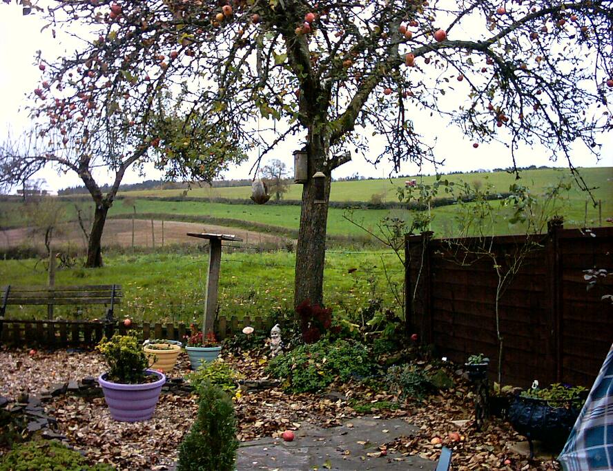 From back garden