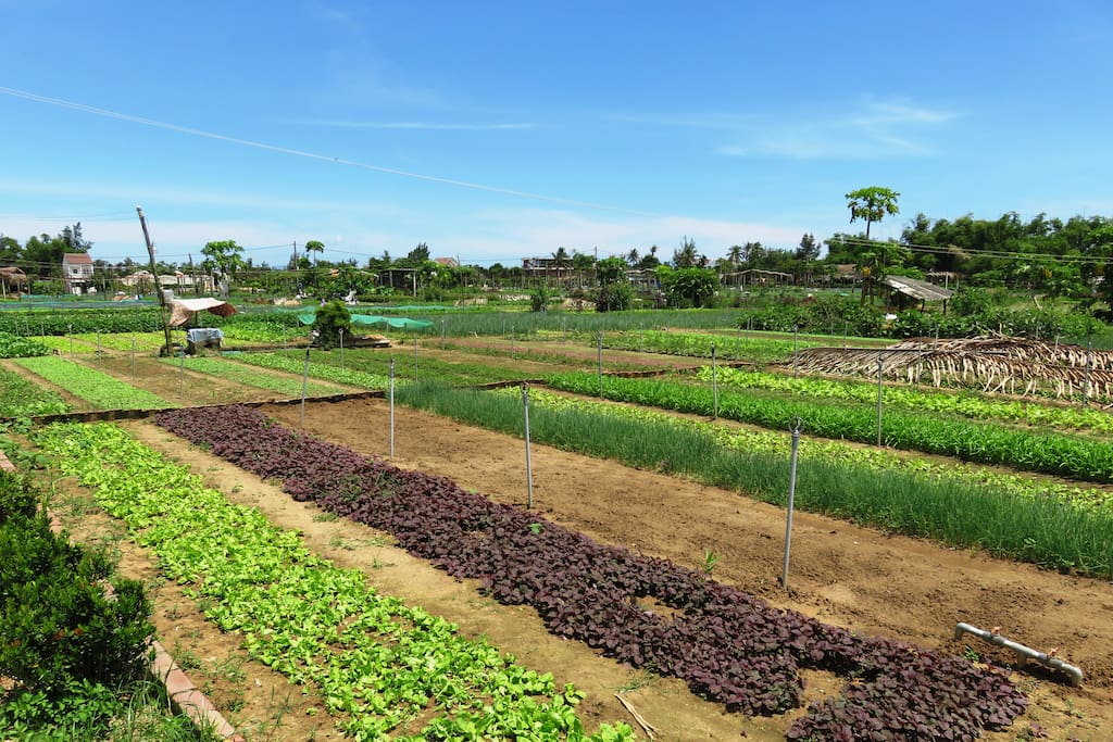 Nearby Vegetable and Herb Garden.