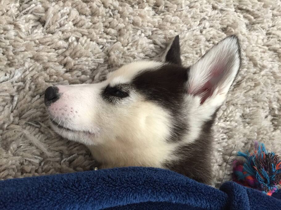 Our well rested puppy named Luna, your dog could sleep this well too!!! Your dog is welcome with an additional $150 USD fee. *Luna does not come with the AirBnB (: