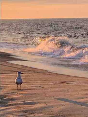 Lovely 2 Bedroom Apartment 2 blocks from the Beach gallery image 5