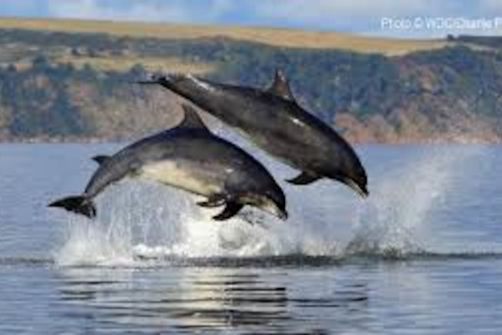 Moray Firth dolphins