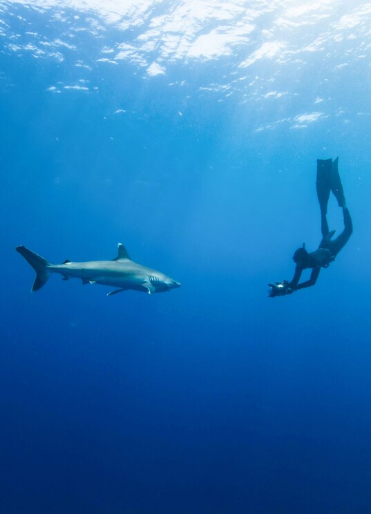 Mostrar imagem fornecida pelo anfitrião em ecrã inteiro